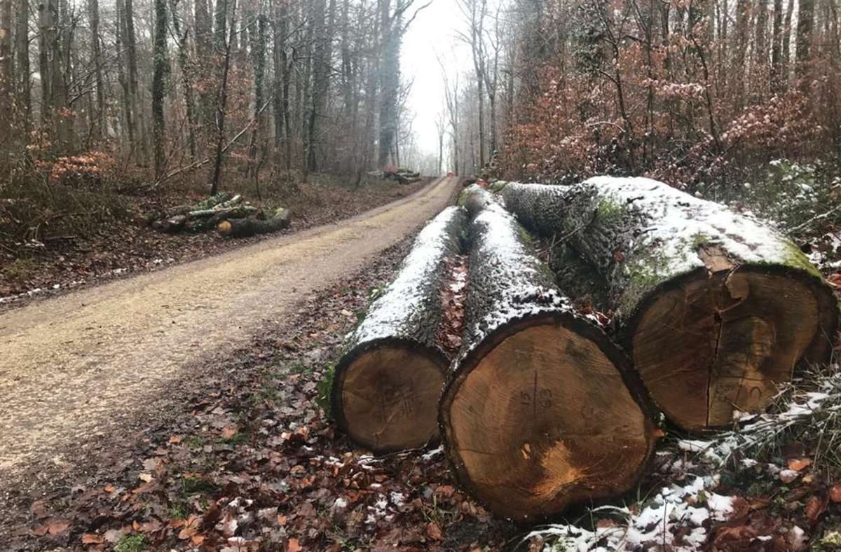 Auch künftig wird sich das Forstamt beim Landratsamt um den Bad Bellinger Gemeindewald kümmern. Dies beschloss der Gemeinderat in seiner jüngsten Sitzung. Foto: Jutta Schütz