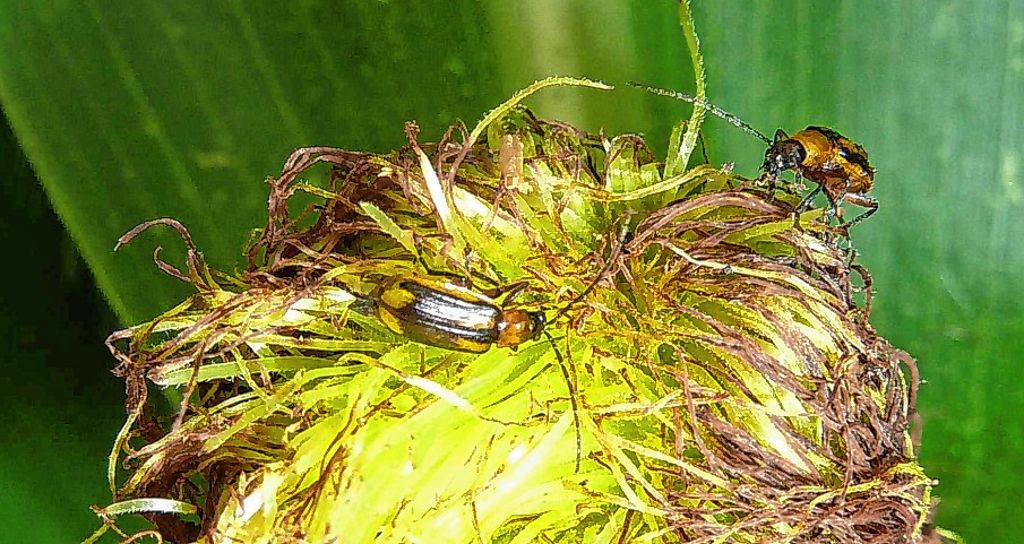 Kreis Lörrach: Dem Käfer an den Kragen