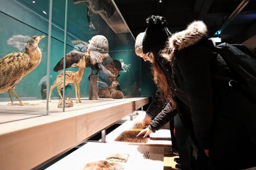 Im Naturhistorischen Museum können die Besucher auf nächtliche Entdeckungstour gehen. Foto: zVg/Flavia Schaub