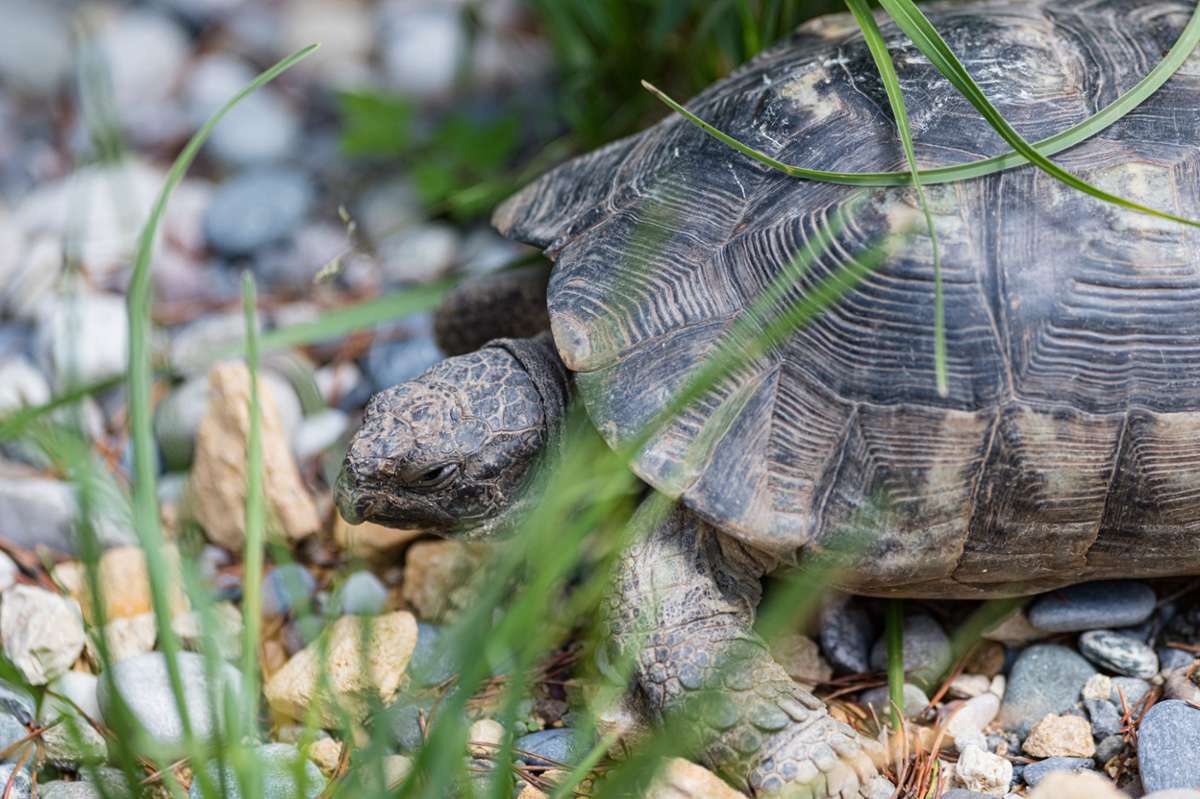 Basel: Schildkröten im Zoo Basel sehen