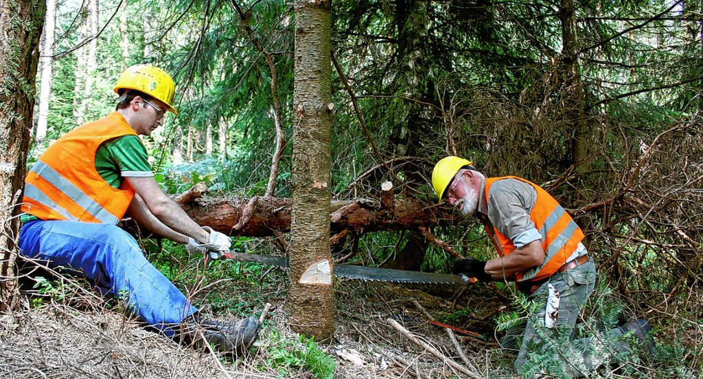 Schwörstadt: „Waldbewirtschaftung wird teurer“
