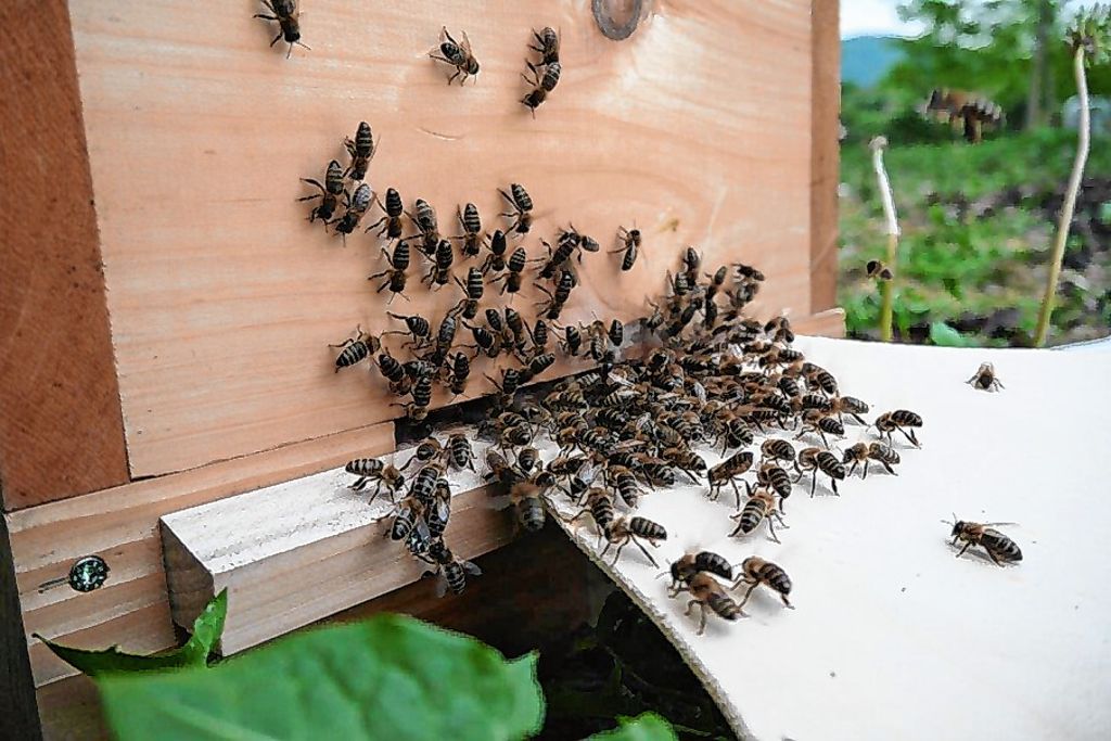 Rheinfelden: Freunde der Bienen