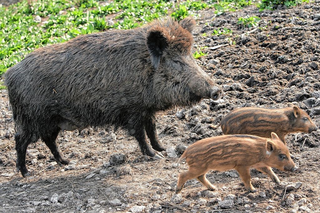 Schopfheim: Wildschweine nehmen Reißaus