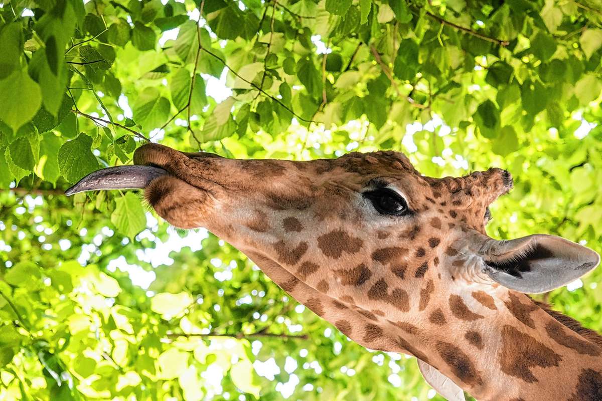 Basel: Giraffen-Mist für die Obstplantagen