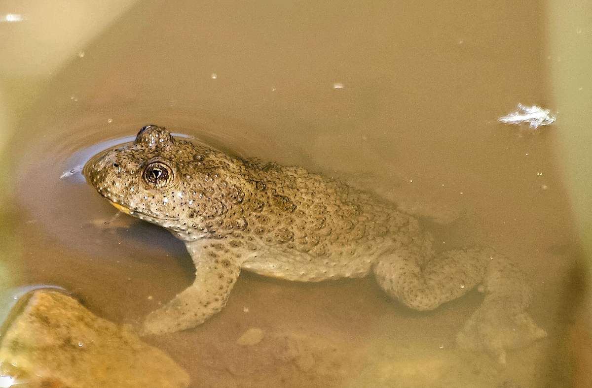Im Frühling gehen Amphibien wieder auf Wanderung. Foto: Pixabay/Kathy Büscher