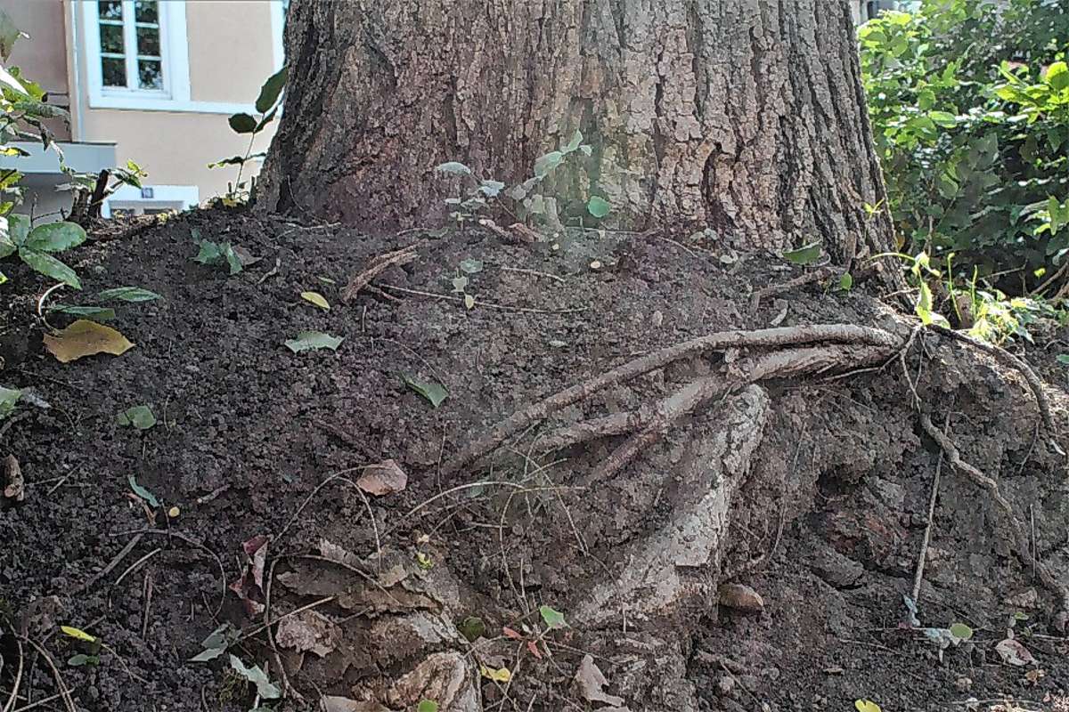 Das Wurzelwerk des Baums hat sich aus dem Boden herausgearbeitet und liegt ungeschützt an der Oberfläche.