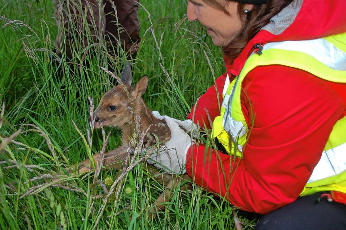 Rheinfelden: „Bambi“ vor einem Mähwerk retten