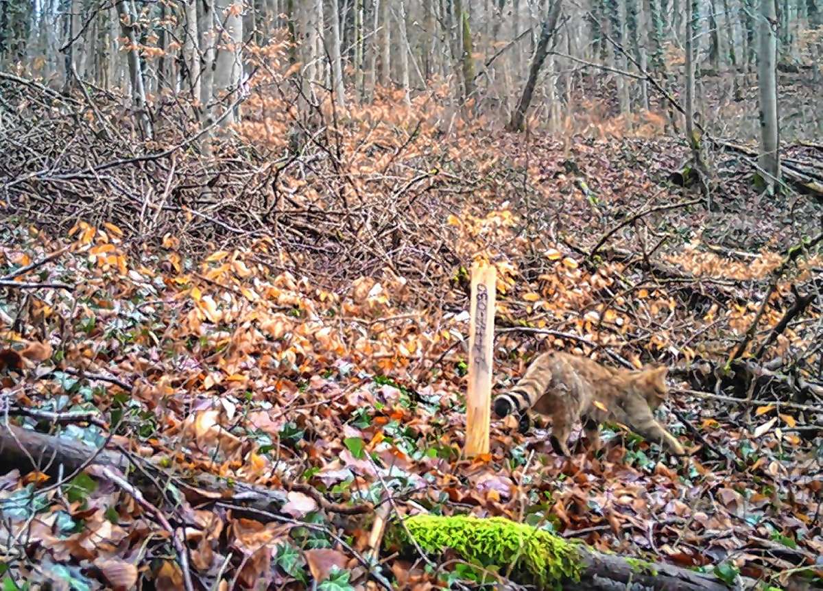 Nicht auf den ersten Blick zu sehen, aber dennoch vorhanden: Eine Wildkatze im Untersuchungsgebiet. Foto: FVA Freiburg