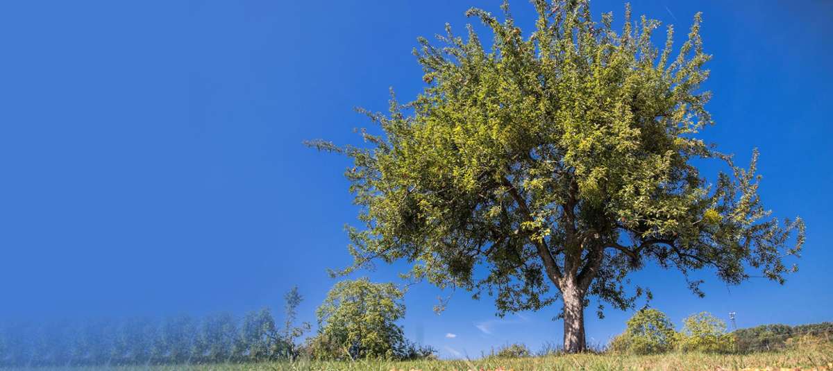 Lörrach: Bäume zum Nulltarif für ein besseres Klima