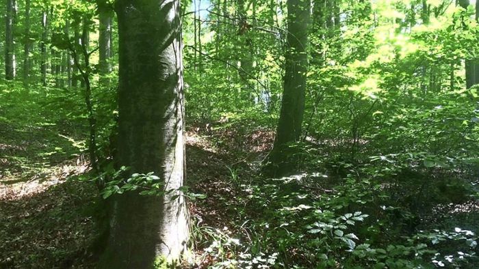 Schliengen: Der Wald in Bad Bellingen und Schliengen