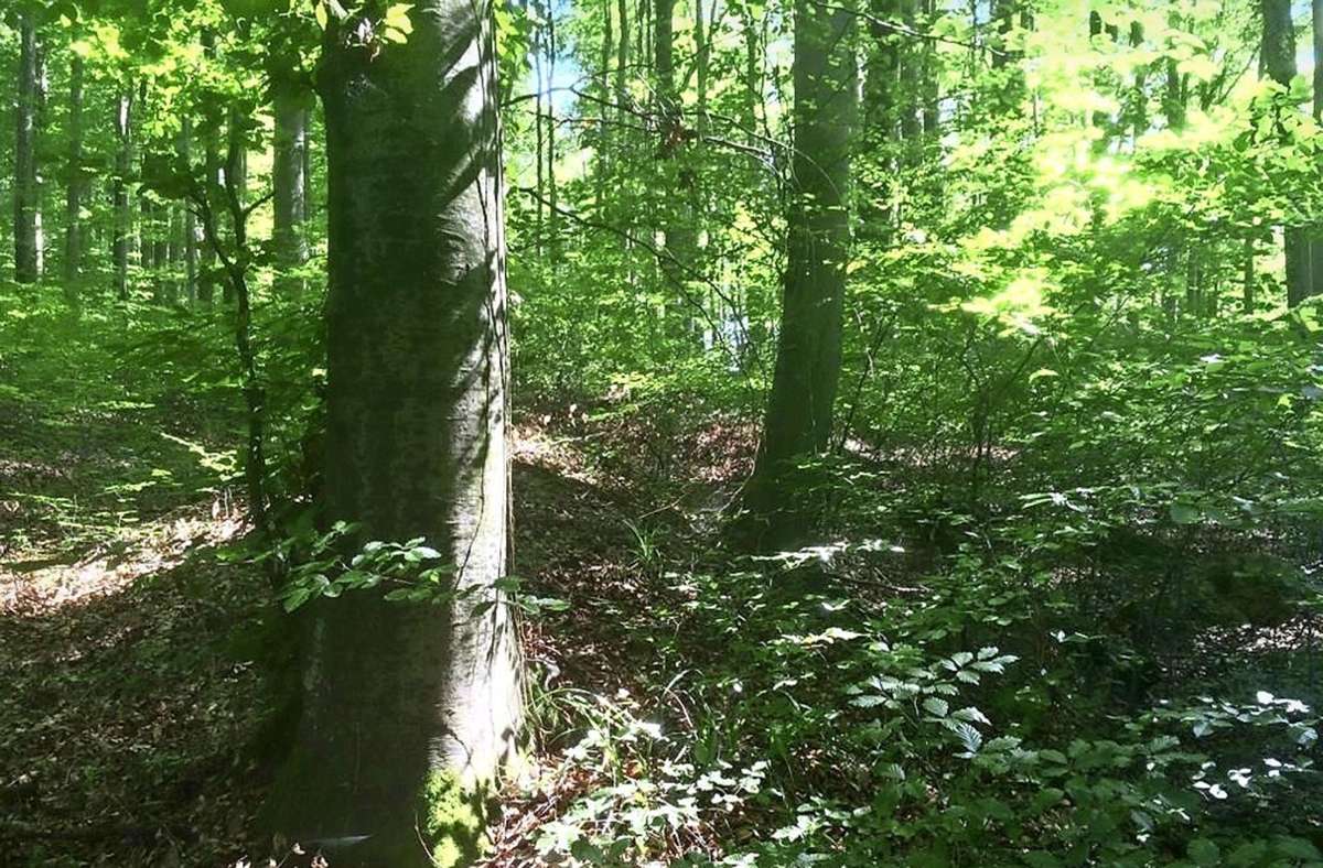Im Schliengener Wald dominieren häufig Buchen –  darunter auch viele ältere Exemplare -  nach und nach sollen klimaresistentere Baumarten nachgepflanzt werden. Foto: Jutta Schütz