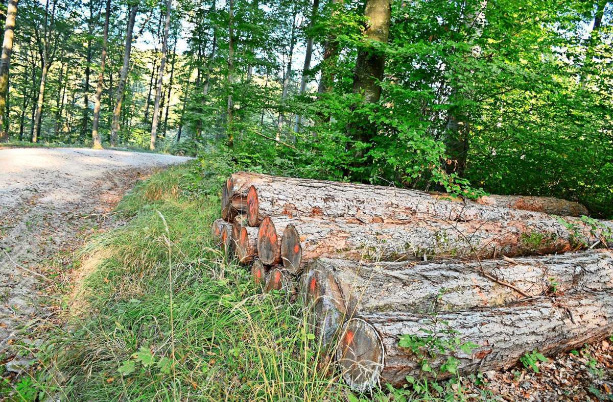 Rheinfelden-Herten: Der Wald lässt sich kaum noch planen