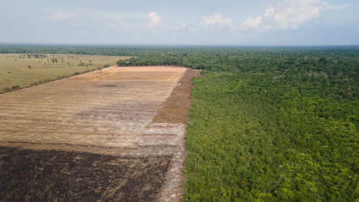 Umwelt: Rodung im Amazonasgebiet auf niedrigstem Stand seit 2018