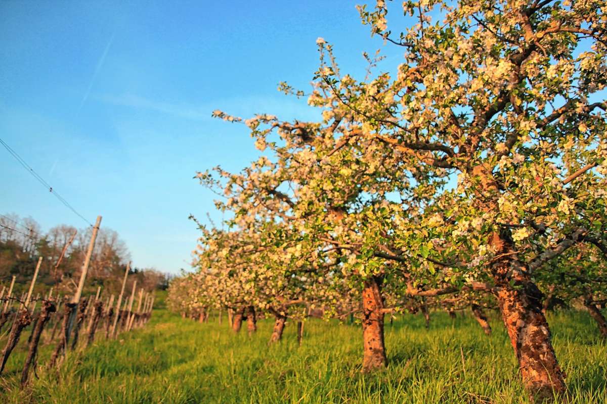 Binzen: Erkenntnisse im Apfelgarten