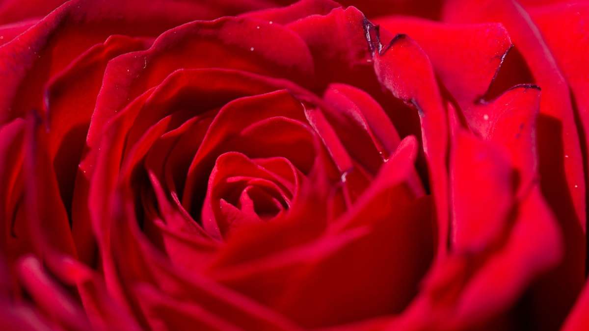 Tag der Liebe: Preisaufschlag für Schnittblumen am Valentinstag