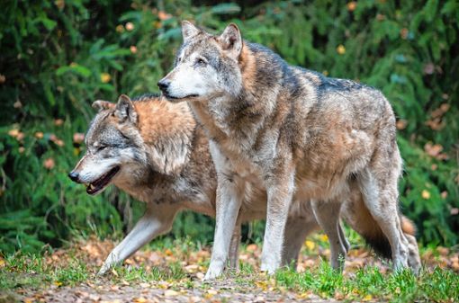 Die Rückkehr des Wolfes nach Deutschland sorgt seit Jahren für Diskussionen, auch im Landkreis Lörrach, wo jüngst die Bürgerinitiative Wolfinfo gegründet wurde. Foto: Archiv