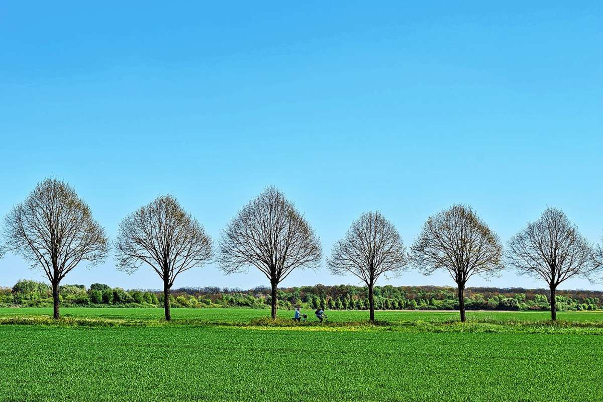 Der Verein „Plant for the Planet“ will mit dem EWS-Zuschuss eine Baumreihe am Radweg zwischen Langenau und Enkenstein pflanzen (Symbolfoto)