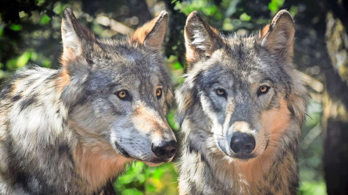 Landkreis Lörrach: Nutztiere als   leichte Beute für  den Wolf