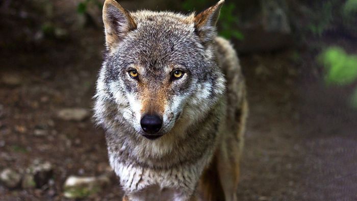 Aitern/Fröhnd: Wolf  als Angreifer ausgeschlossen