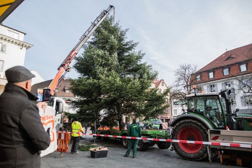 Der Lörracher Weihnachtsbaum wird auf dem Alten Marktplatz aufgestellt. Foto: Kristoff Meller Foto: mek