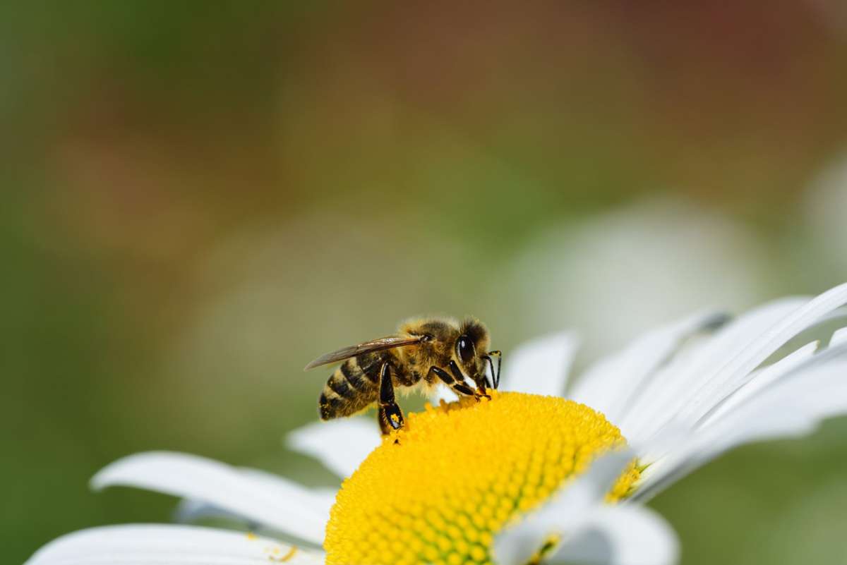 Kreis Lörrach: Wetter macht Bienen zu schaffen