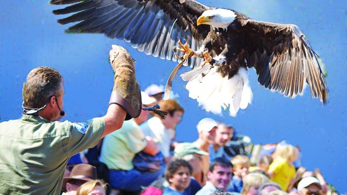 Kleines Wiesental: Vogelpark Wiesental stiftet 50 Eintrittskarten