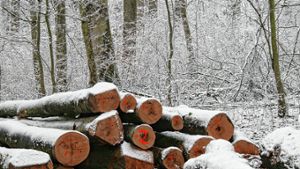 Efringen-Kirchen: Brennholz liegt zum Abholen im Wald bereit
