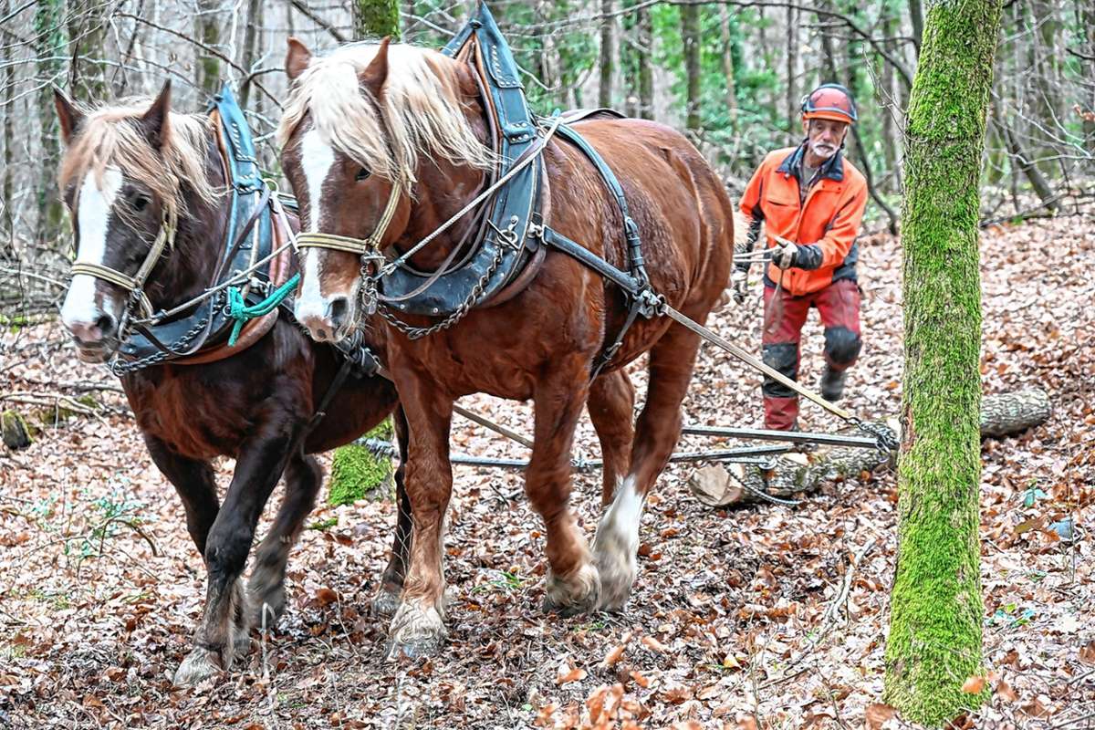 Müllheim: Mit zwei Pferdestärken im Einsatz
