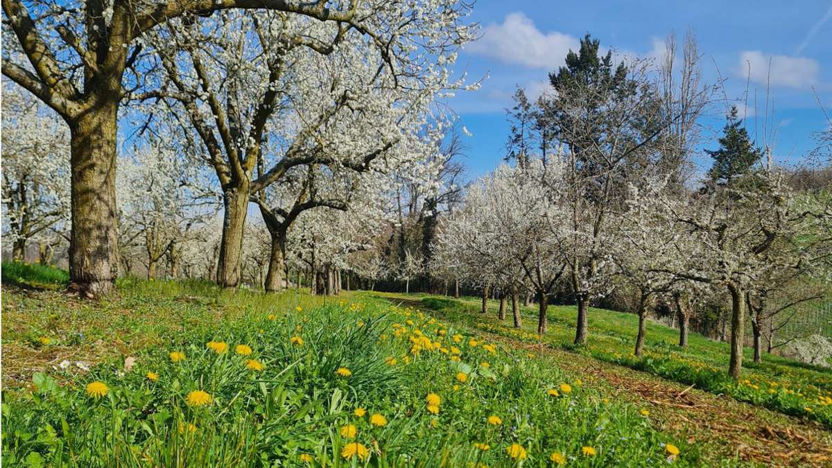 Schliengen: Die Kirschblüte lockt ins Eggenertal
