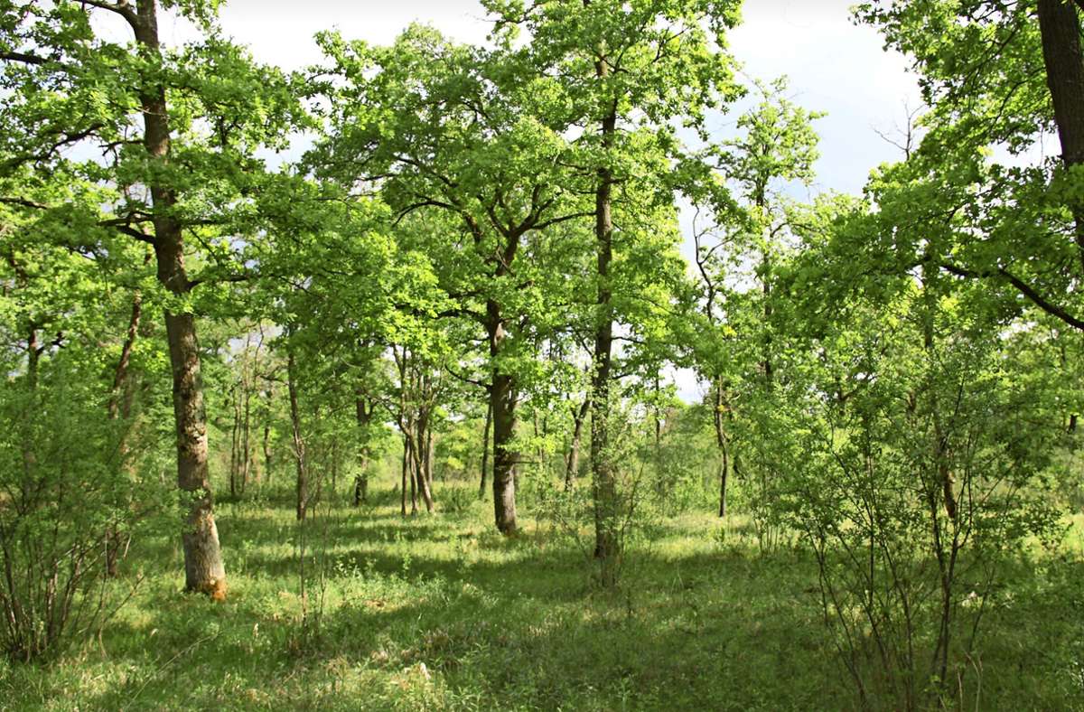 Naturschutzfachlich wertvolle Eichenwälder sind charakteristisch für das geplante Naturschutzgebiet „Trockenaue Neuenburg“. Foto: Regierungspräsidium Freiburg