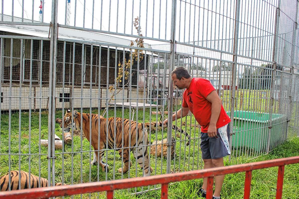 Dompteur Raphael Markus Korittnig zeigt in der Zirkusshow mit einer tollen Tiernummr mit fünf Tigern. Foto: Gerd Lustig