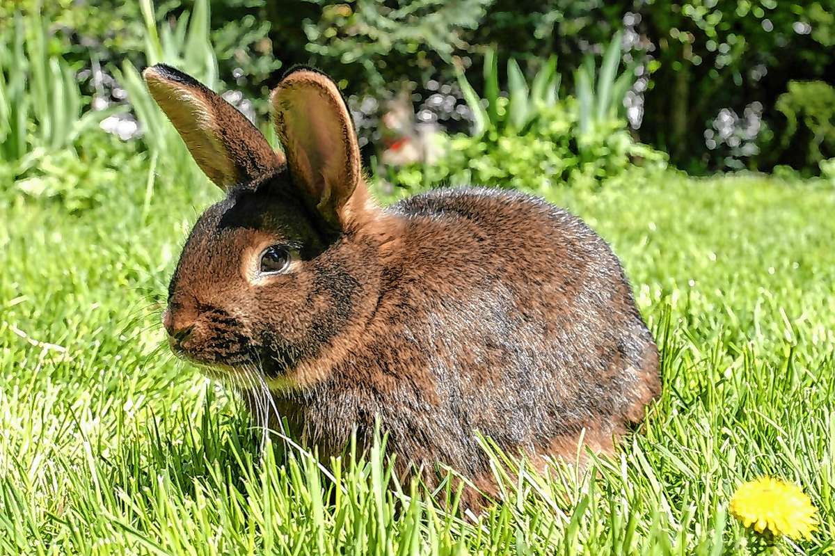 Kandern: Kaninchen und Rassegeflügel bei Jungtierschau