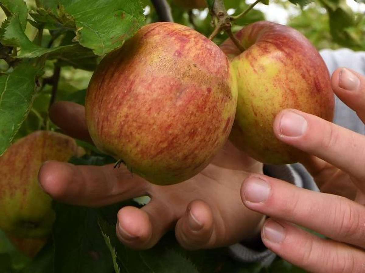Schliengen : 150 Kilo Äpfel gestohlen