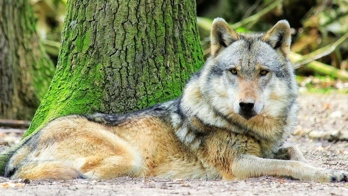 Basel: Der Wolf wird immer mehr zum Problem