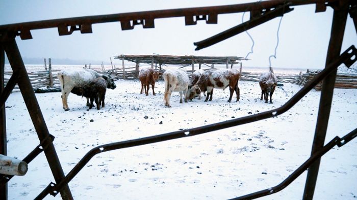 Wetter: Mongolei: Millionen Herdentiere sterben im Extremwinter