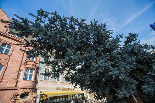 Der Lörracher Weihnachtsbaum auf dem Alten Markt wurde am Freitagvormittag aufgestellt. Foto: Kristoff Meller Foto: mek