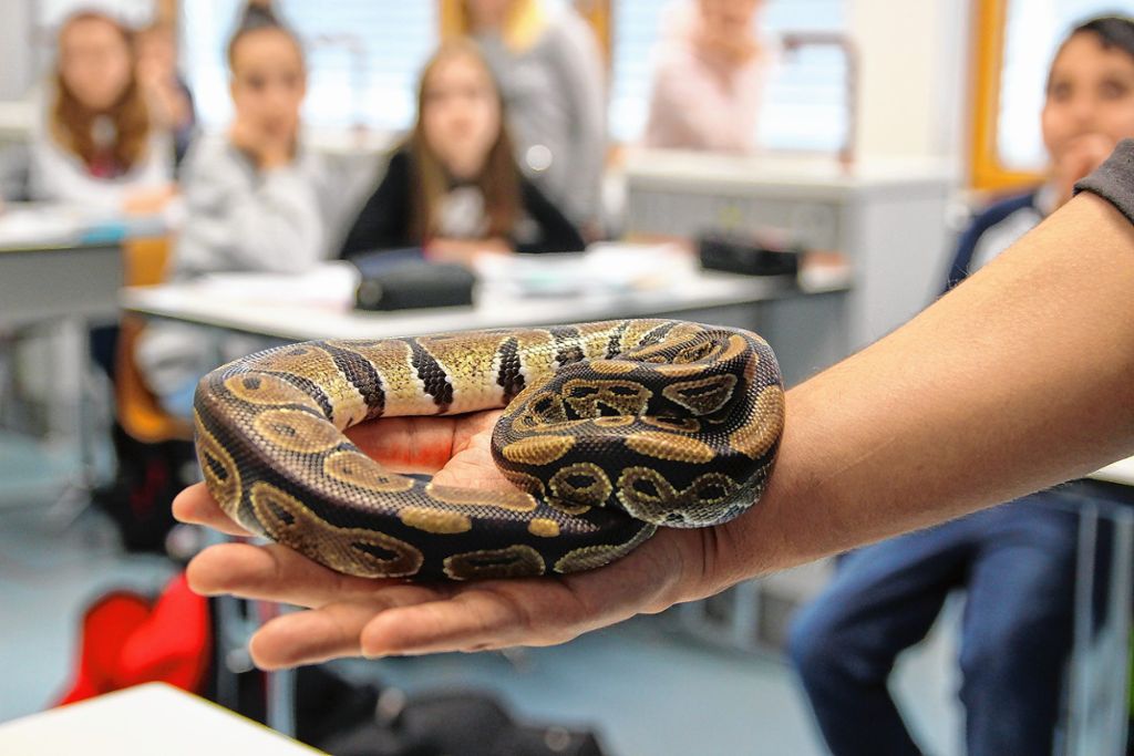 Neuenburg: Eine Schlange im Klassenzimmer