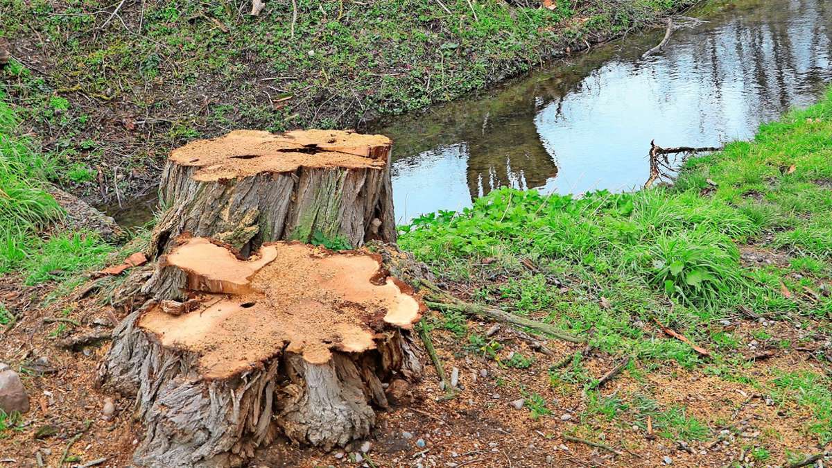 Weil am Rhein: Baumfällungen im Stadtwald stoßen auf Kritik