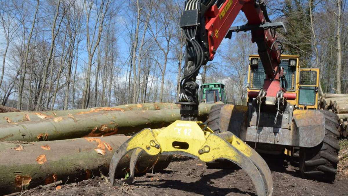 Lörrach: Kranke Bäume werden gefällt