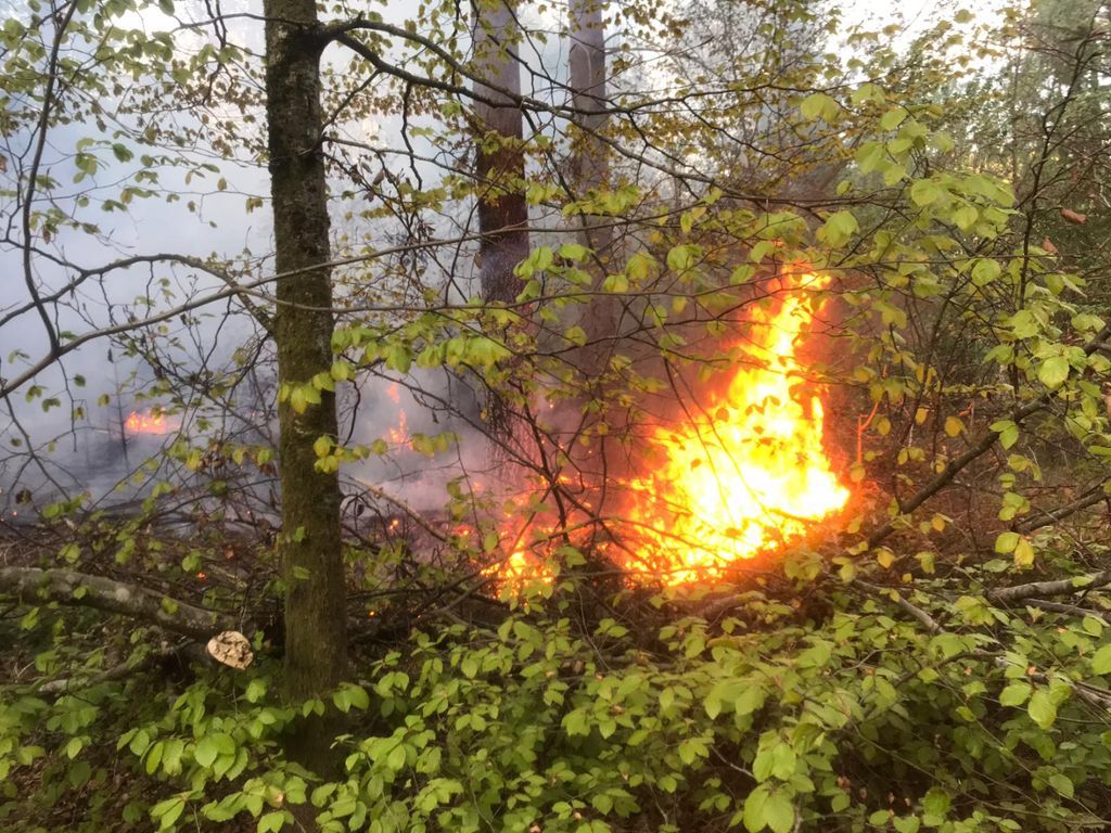Genzach-Wyhlen : Flächenbrand in Grenzacher Wald