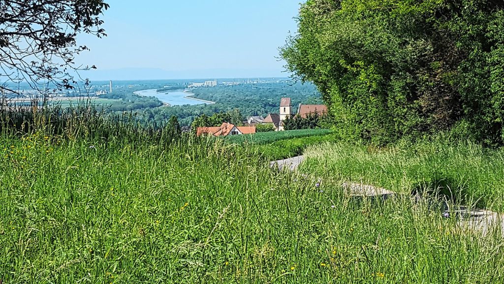 Bad Bellingen: Unterwegs auf dem Wiiwegli: Blick auf den Rhein oberhalb von Bamlach