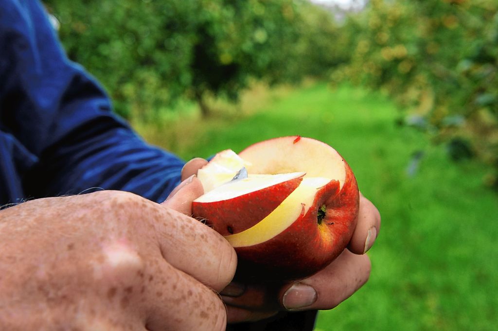 Lörrach: Apfelankauf für SAK-Apfelsaft