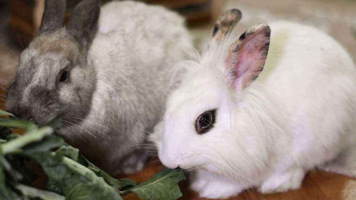 Kaninchenzuchtverein in Fahrnau: Ohne Nachwuchs