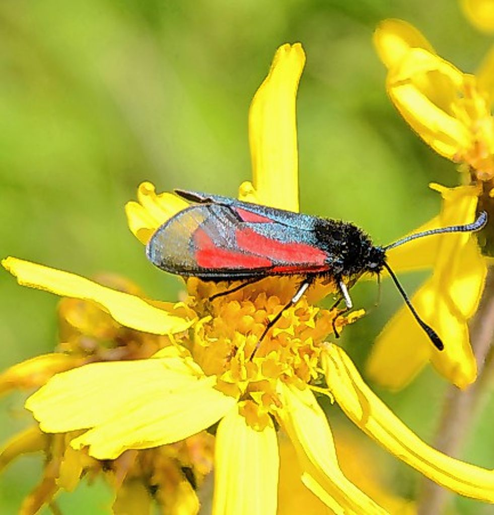 Kreis Lörrach: Insektenschutz voranbringen