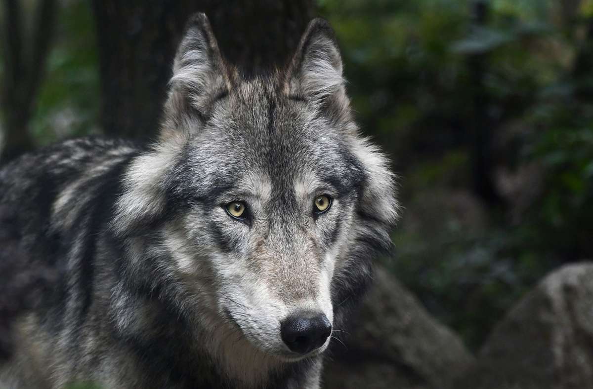 Todtnau: Es war ein Wolf