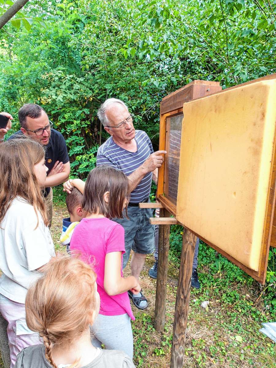 Einblicke in das Leben eines Bienenvolks am Bienenschaukasten