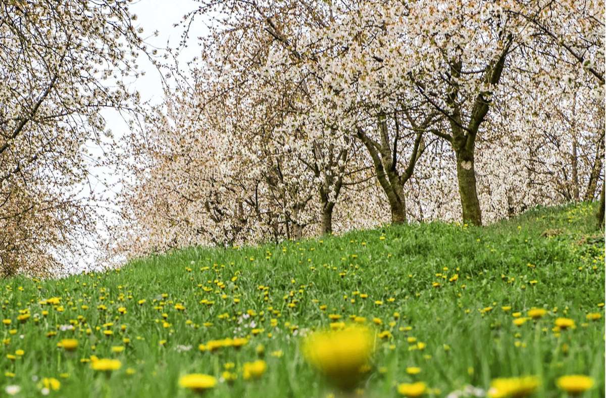 Schliengen-Eggenertal: Das Blütenfest auf der „Stelli“ wird nachgeholt
