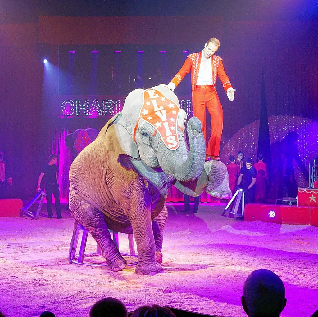 Der „Elefantenflüsterer“ Elvis Errani ist eine der Attraktionen vom Zirkus Charles Knie, der vom 21. bis 22. September in Rheinfelden gastiert. Foto: zVg Foto: Die Oberbadische
