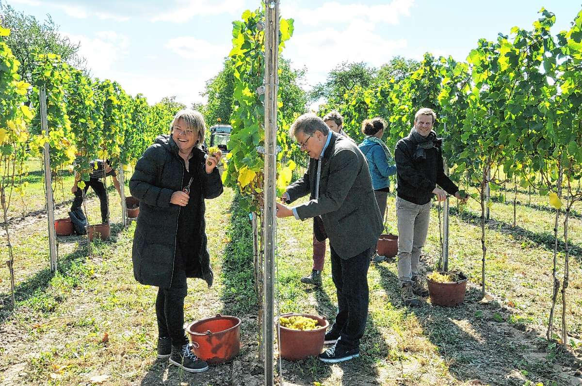 Neuenburg: Lese für den neuen Gartenschau-Wein