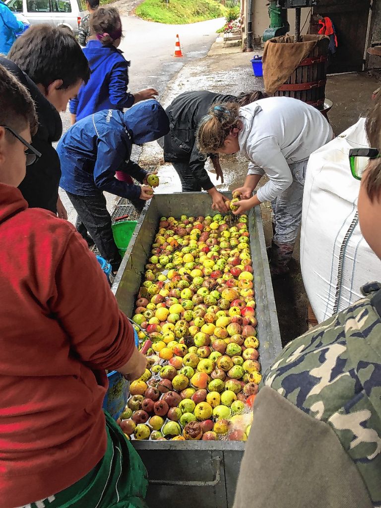 Schopfheim: Kinder packen bei der Apfelernte mit an